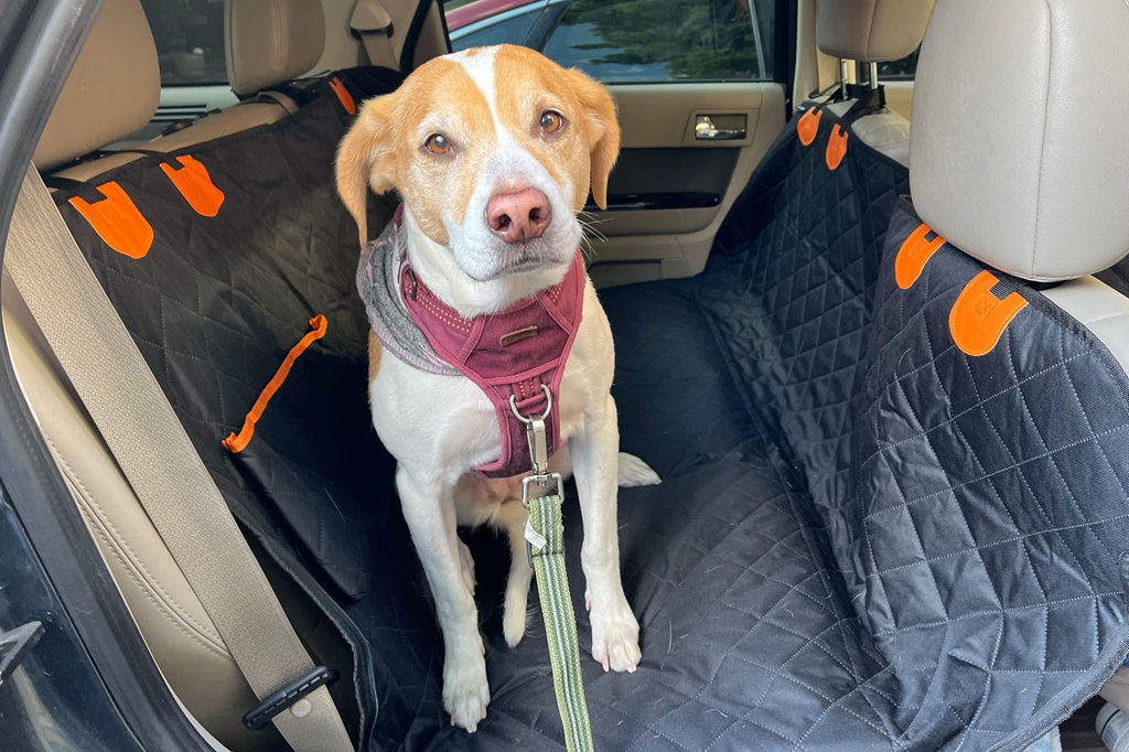 What kind of car seats are best for dogs?